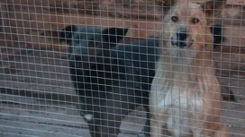 The fraud was suspected of a contractors for the capture of stray dogs in Buzuluk