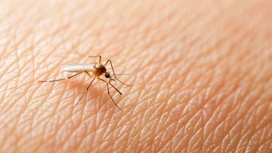 Rospotrebnadzor avertit Tomics du danger de fièvre dengue