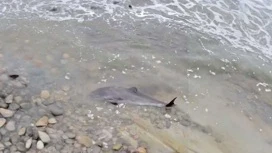 Dans la région de Krasnodar a augmenté le nombre de dauphins morts