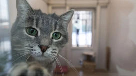 Le député Burmatov a proposé de saisir des animaux de propriétaires sans scrupules