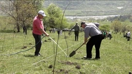 Тысячу саженцев красного дуба высадили в Балте в рамках акции "Сад памяти"