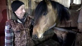 Знаменитую ферму "мезенок" в селе Долгощелье на севере области решили ликвидировать