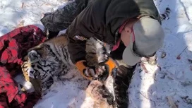 Tigre di conflitto catturato in Primorsky Krai