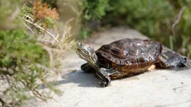 Sochi'deki Red-eared kaplumbağalar mating dönemi başladı