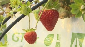 In Yakutia began to grow strawberries with iodine