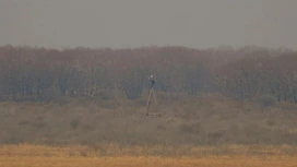 Аисты поселились на новой опоре для гнезд в Муравьевском парке