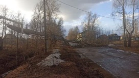 Стало известно о состоянии подростка, на которого упало дерево в Тутаеве