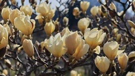 Nel parco "Arboretum" fiorito tre specie di magnolia