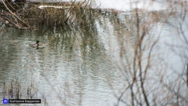 Подъем уровней воды ожидается в реках Томской области