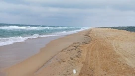 Mazut Anapa'daki deniz yataklarından ortaya çıkmaya başladı