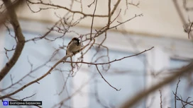 Spotted Sparrows - es wird früh Frühling: der nationale Kalender für 23. Februar