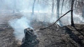 Для контроля над пожарами в крымских лесах установили видеокамеры