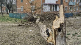 Поваленное ветром дерево упало на школьницу в Подольске