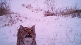 Lynxes catturato nella lente della trappola della fotocamera della riserva di Orenburg