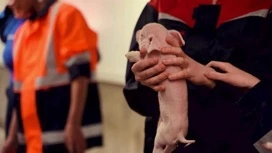 In Tomsk detained the Director of the pig complex of the agricultural holding “Sibagro”