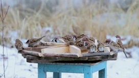 Перепись воробьев проходит в Челябинской области