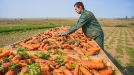 Жители Ивановской области могут получить субсидии на поддержку растениеводства