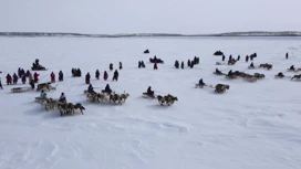 "Reindeer herder का दिन": मार्च और अप्रैल में, उत्तर की परंपराओं को दौड़ के साथ मनाया जाएगा और ताइमर और इल्किआ में चारों ओर मनाया जाएगा।