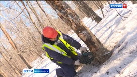 Больше сотни новых деревьев и кустарников появится в хабаровском дендрарии уже в этом году