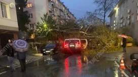 Несколько деревьев упали в Сочи из-за непогоды