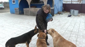 Зооактивисты волгоградского приюта "Дино" вернулись из Мариуполя