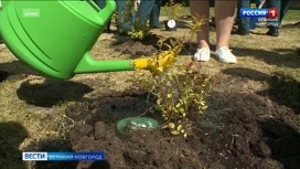 В Новгородской области в рамках  акции "Сад памяти" посадят почти 80 тысяч саженцев