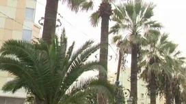 In Sochi began to prune palm trees