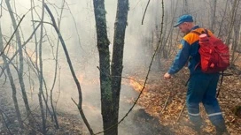 Un incendio di foresta è scoppiato nella zona di Gelendzhik