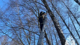 В Тверской области пожарные спасли кота