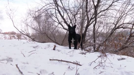 Бездомные собаки в Красноярске напали на спортсмена