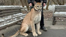 Moskova mahkemesi, Tataristantsev'den gelen cougar'ı tebrik etti