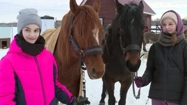 Во Владимирской области в семейной конюшне разводят и содержат породистых скакунов