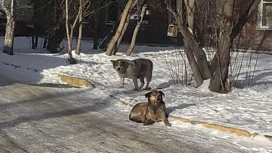 Нападение бродячих псов на людей стало страшной реальностью