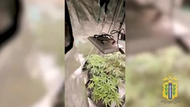 Near Lipetsk, a man grew potted hemp at home and dried marijuana