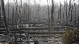 Incendie naturel sur le site de 10 hectares éteint dans le territoire de Krasnodar