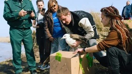 Im Bezirk Temryuk freigelassen in die wilden Vögel, die von der Verschüttung von Heizöl betroffen