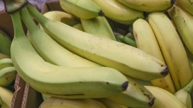 A Rússia terá de crescer 1,5 milhão de toneladas de bananas para substituição de importação