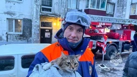 A Kamchatka salvato un gatto che saltato dal quarto piano dopo la morte del proprietario