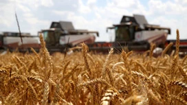 Russia for the first time overtook the United States in wheat exports to China