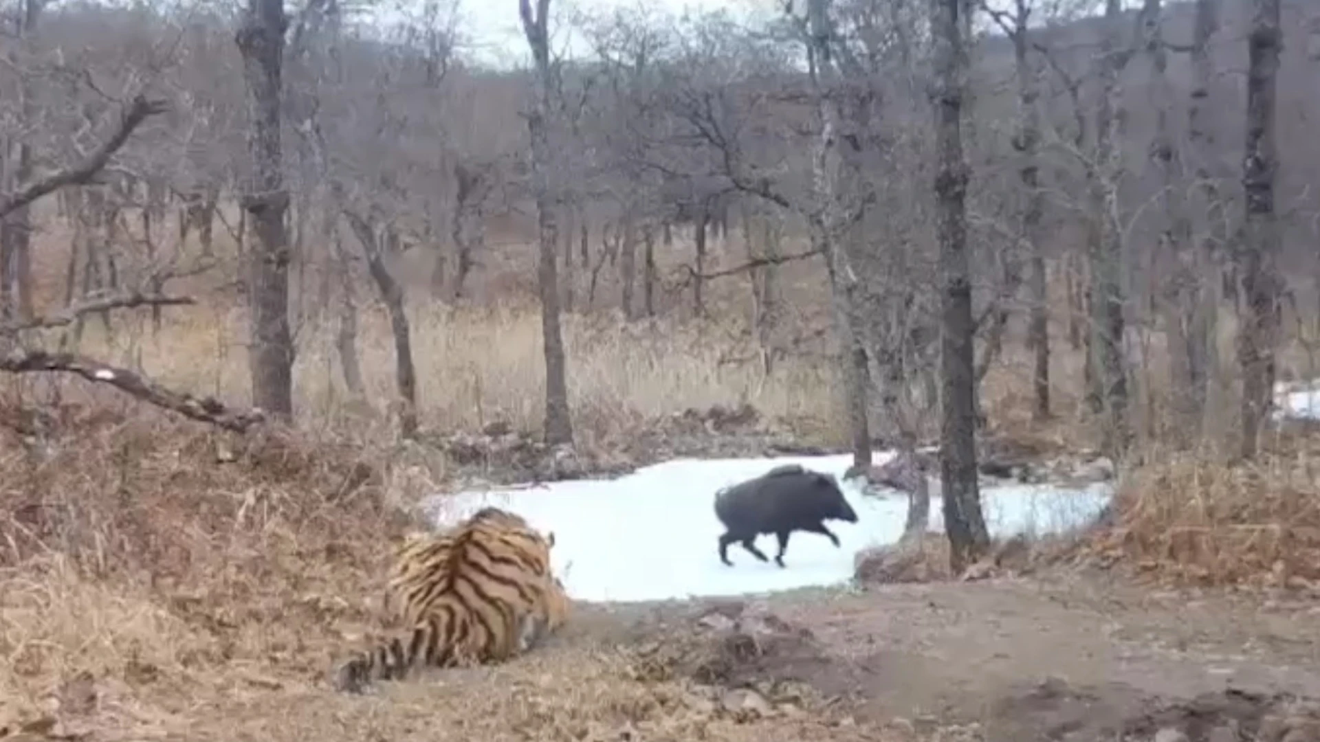 В Приморье на видео попал нерешительный тигр