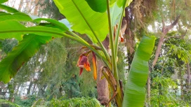 In Tomsk Botsada bloomed 85-year-old banana