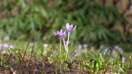 I meteoriti garantiscono la prima primavera, la neve si scioglie due decenni prima del solito