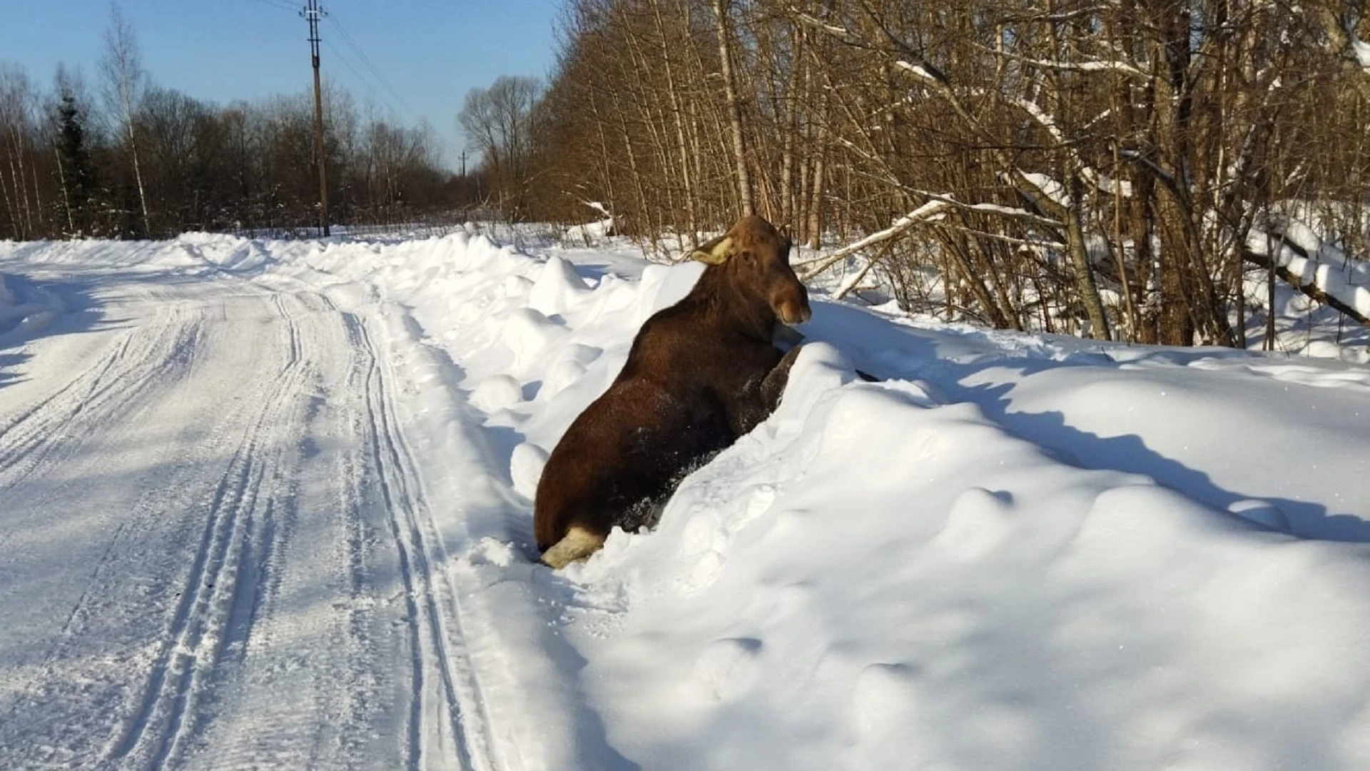 В Пошехонском районе на обочине дороги нашли лосиху, которая не могла подняться