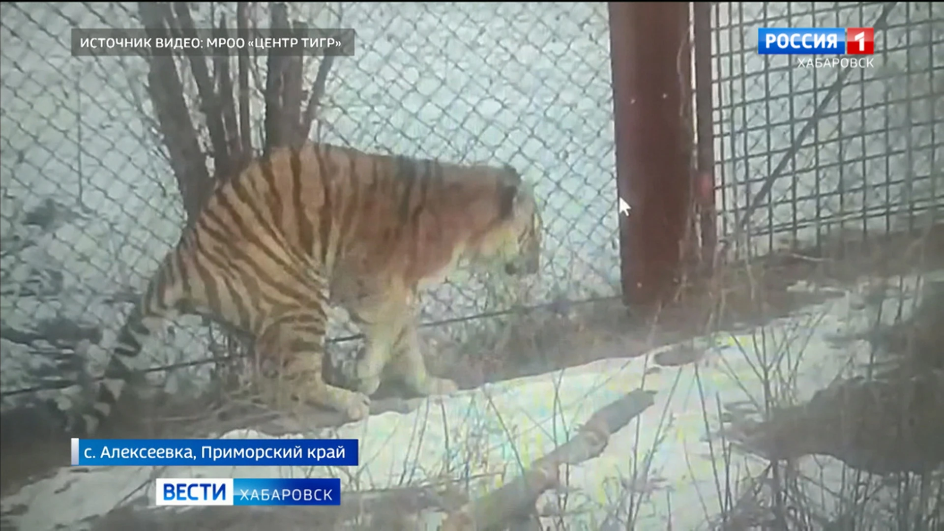 В дикую природу не вернется: лапы пойманного в Хабаровском крае тигра серьезно повреждены