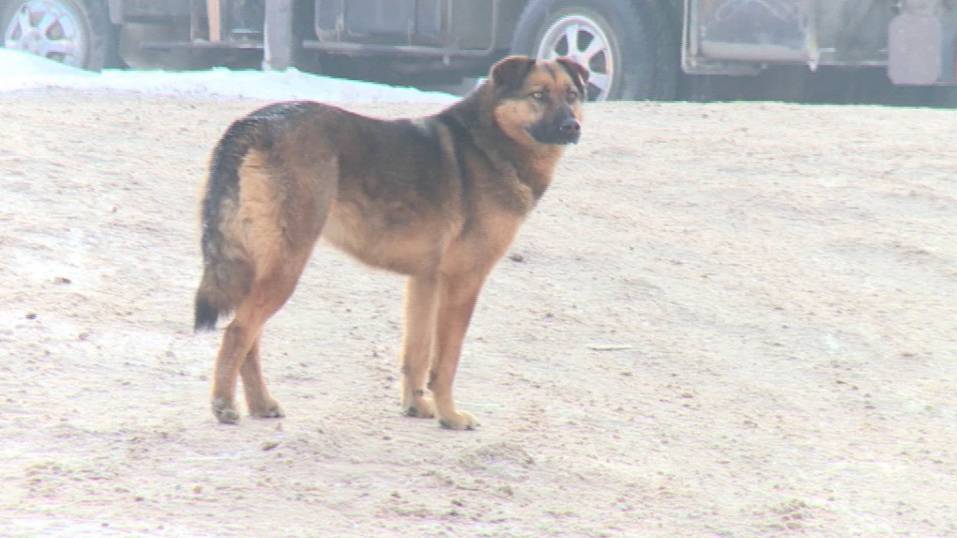 With the warming in the Krasnoyarsk region, stray dogs have also intensified