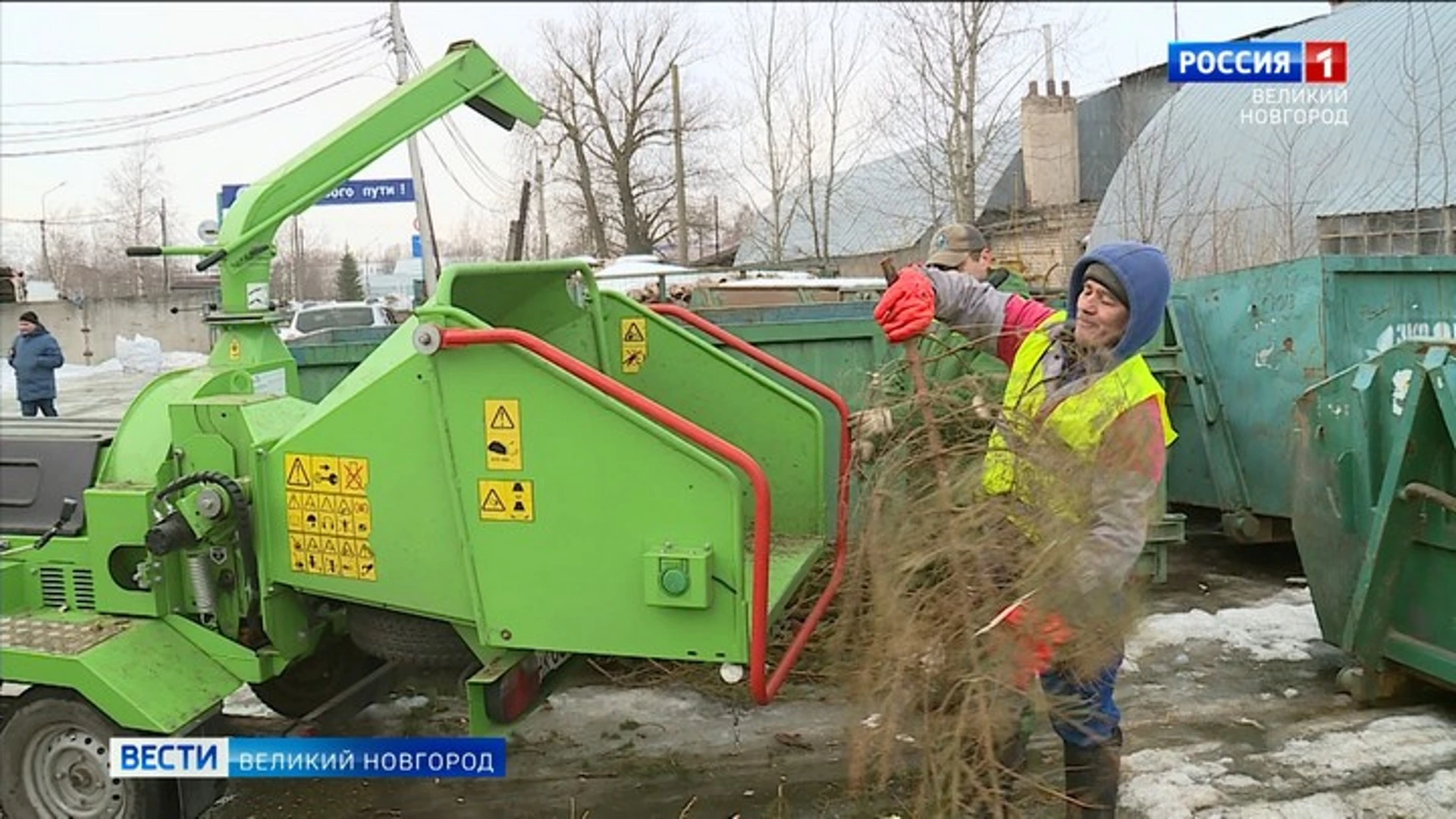 В Великом Новгороде проходит акция по переработке новогодних елок "Ёлочный круговорот"