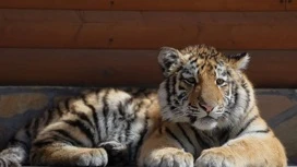 In the Leningrad zoo died the tiger Zeus, rescued in Mariupol