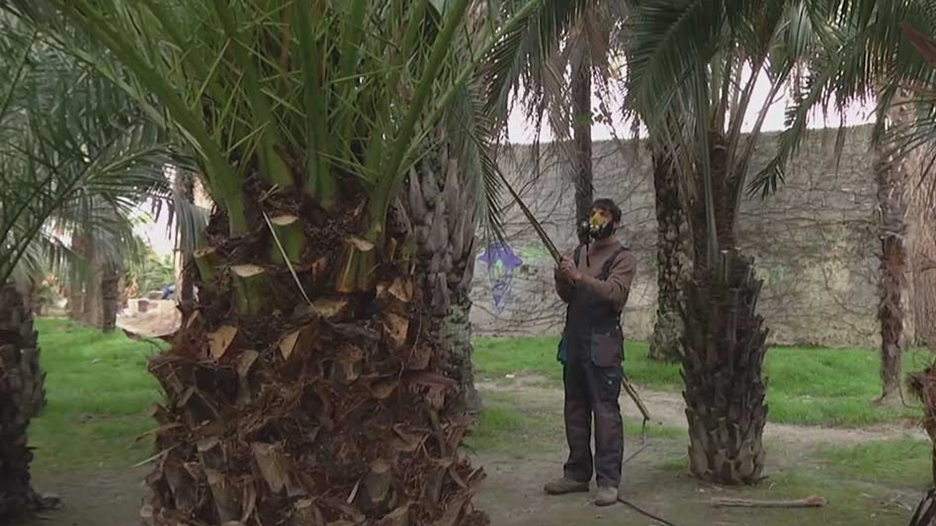 20 Millionen Rubel wurden für die Verarbeitung von Palmen aus Insektenschädlingen in Sotschi im Jahr 2025 zugewiesen