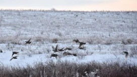 Низовую метель и мороз до – 18 градусов прогнозируют в Оренбуржье 22 января