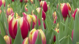 Preparations for International Women's Day have begun in the greenhouses of Krasnoyarsk.